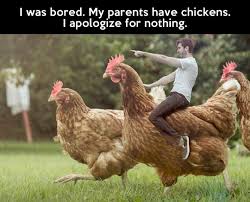 funny chicken